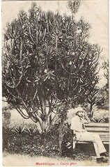 Le Jardin des Plantes, cactus géant