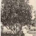 Le Jardin des Plantes, cactus géant