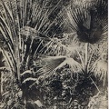 Palmeraie du jardin boanique avant 1902