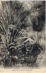 Palmeraie du jardin boanique avant 1902