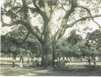 Le sablier de la savane, Fort-de-France