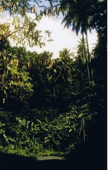 Forêt tropicale, Anse Couleuvre