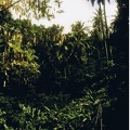 Forêt tropicale, Anse Couleuvre