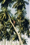 Cueillette de noix de coco