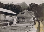 Anse Couleuvre, séchage du cacao