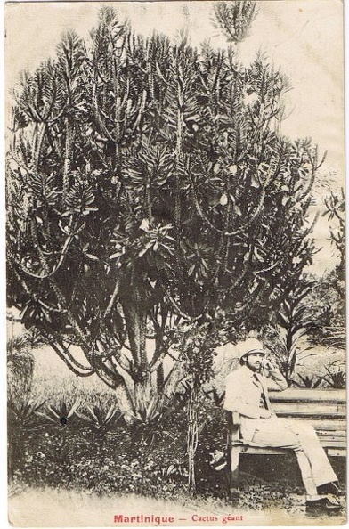 Le Jardin des Plantes, cactus géant