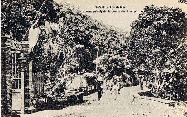St-Pierre, l'avenue principale du jardin des plantes